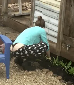 jd weeding the garden whale tail porn gif