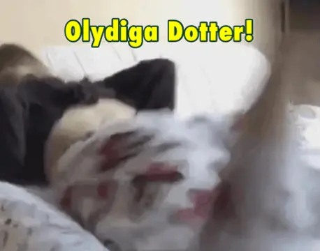 spank slut porn gif