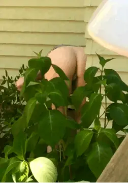 jd weeding the garden with no pants on porn gif