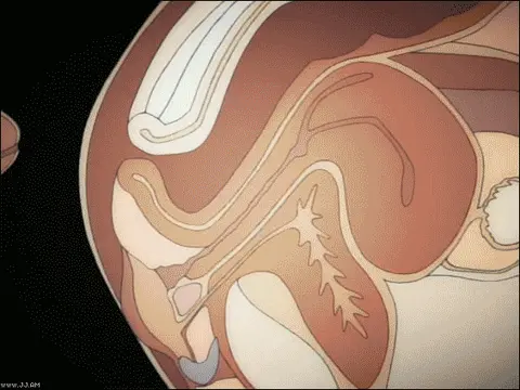 porn gif