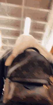 big fat ass flash at the library porn gif