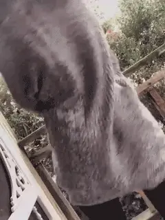 porn gif