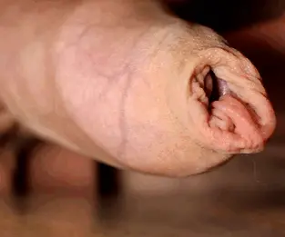 ... porn gif