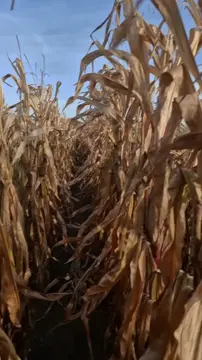 It's Halloween today, so I wonder if you've ever had to run away from a monster with huge tits in a spooky corn field.