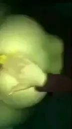 Big Arab Cock Fucks German White Girl till climax 🇱🇧😈🇩🇪 DM for PART 2!