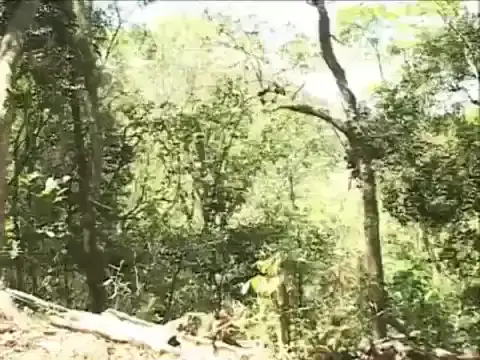 Watch As panteras - Ellen a princesa do deserto - Gemendo, Gostosas, As Panteras Porn