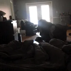 morning monster wood